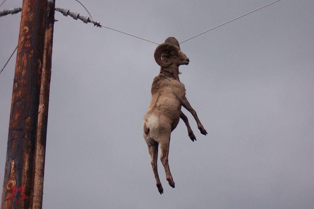 Goat Hanging With Electricity Wire Funny Picture