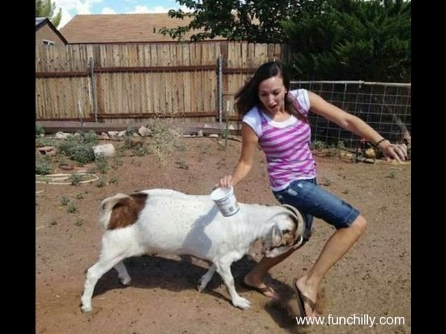 Goat Hitting Girl Funny Picture