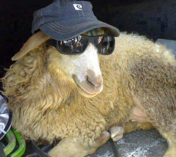 Goat In Sunglasses And Hat Funny Picture