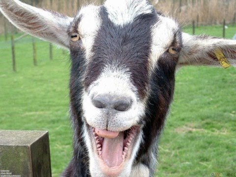 Goat Laughing Funny Picture