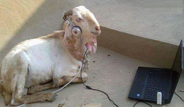 Goat Listening Music Funny Picture