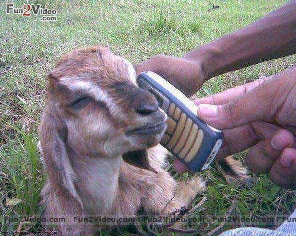 Goat On Mobile Funny Image For Whatsapp