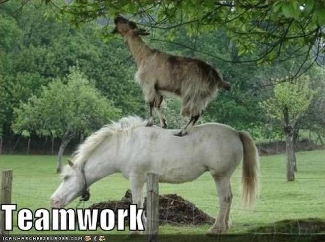 Goat Over Horse Funny Image