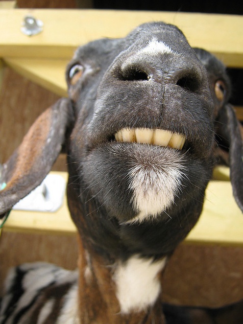 Goat Showing Teeth Funny Image