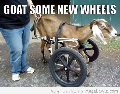 Goat Some New Wheels Funny Caption