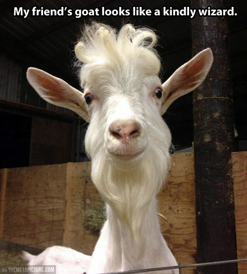 Goat With Funny Hair Style