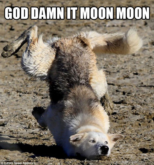 God Damn It Moon Moon Funny Wolf Caption