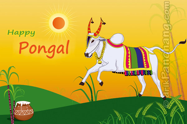 Happy Pongal Cattles Picture