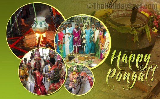 Happy Pongal Celebrations Pictures