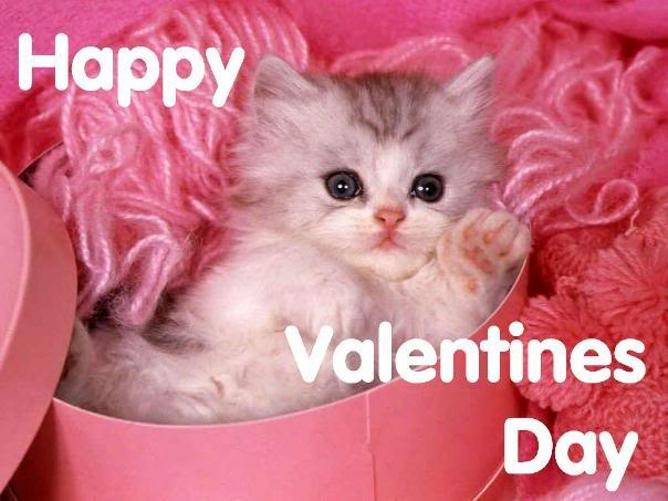 Happy Valentine's Day Kitten Picture