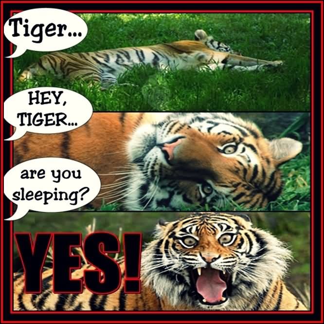 Hey Tiger Are You Sleeping Funny Image