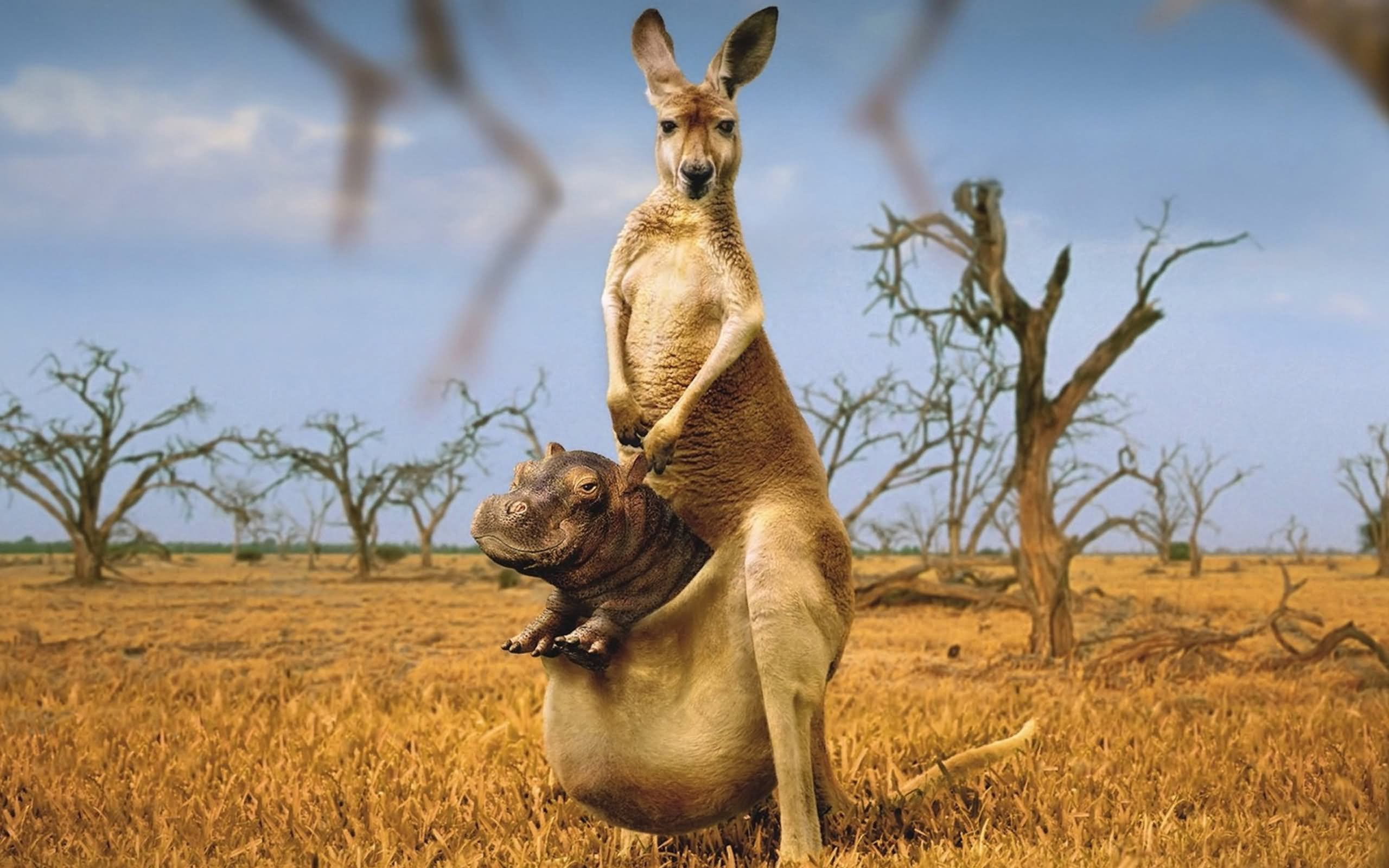 Hippo In Kangaroo Pouch Funny Picture