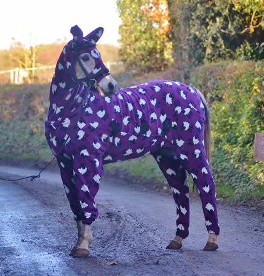 Horse In Funny Printed Dress Image For Whatsapp