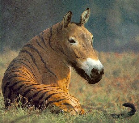 Horse With Funny Tiger Stripes