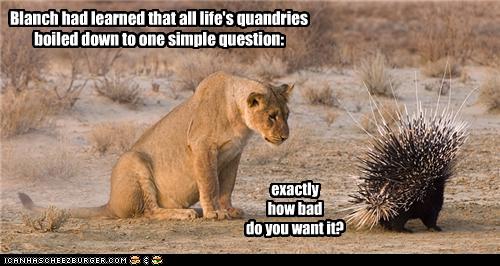 25 Very Funny Lion Pictures