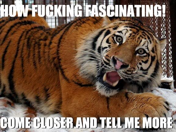 How Fucking Fascinating Funny Tiger Meme