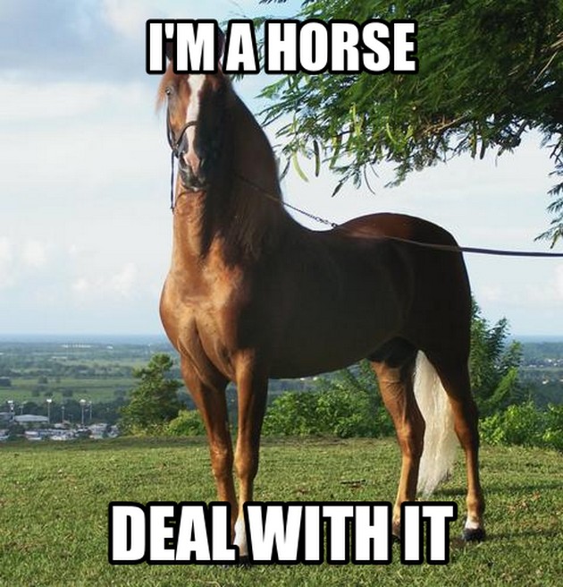 I Am A Horse Deal With It Funny Horse Meme