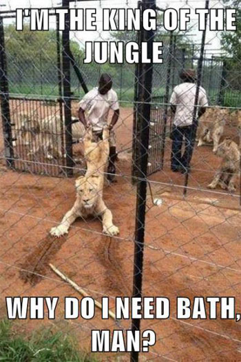 I Am The King Of The Jungle Funny Lion Meme
