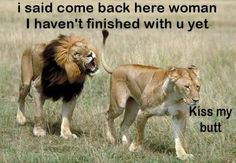 I Haven't Finished With U Yet Funny Lion Picture