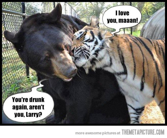 I Love You Maaan Funny Tiger And Bear
