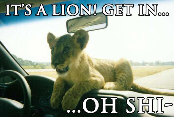 It's A Lion Get In Funny Picture
