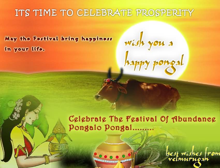 Its Time To Celebrate Prosperity Wish You A Happy Pongal