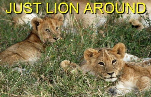 Just Lion Around Funny Picture