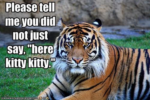Just Say Kitty Kitty Funny Tiger Picture