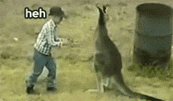 Kangaroo Attack On Kid Funny Gif