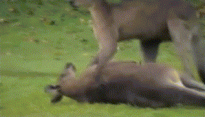 Kangaroo Couple Fighting Funny Gif