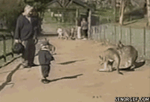 Kangaroo Funny Attack On Kid Gif