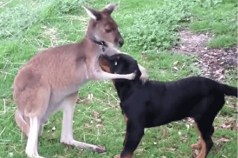 Kangaroo Hugging Dog Funny Picture