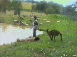 Kangaroo Kick Kid In The Lake Funny Gif