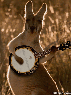 Kangaroo Playing Guitar Funny Gif