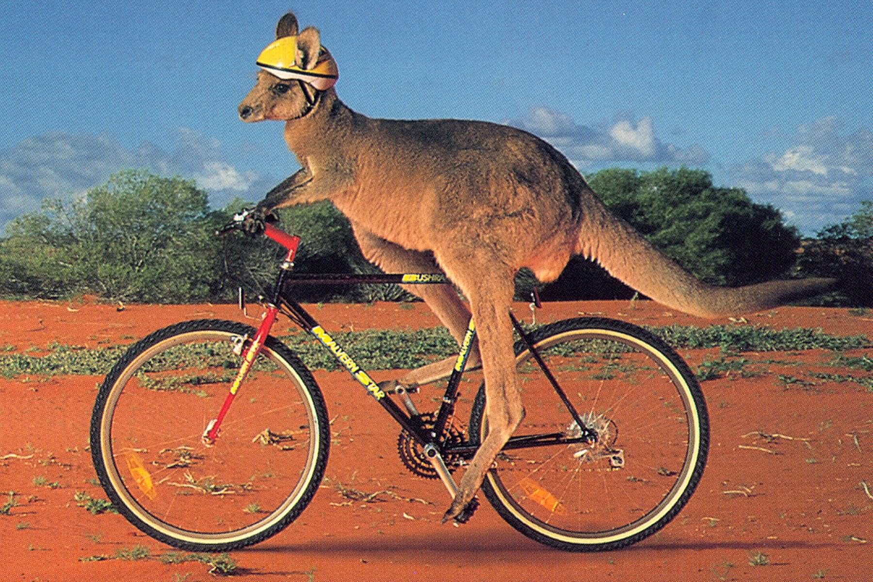 Kangaroo Riding Bicycle Funny Image