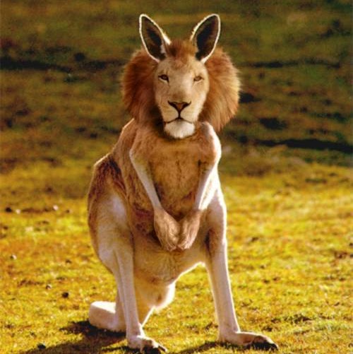 Kangaroo With Funny Lion Face