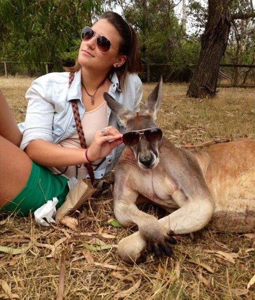 Kangaroo With Girl In Sunglasses Funny Image