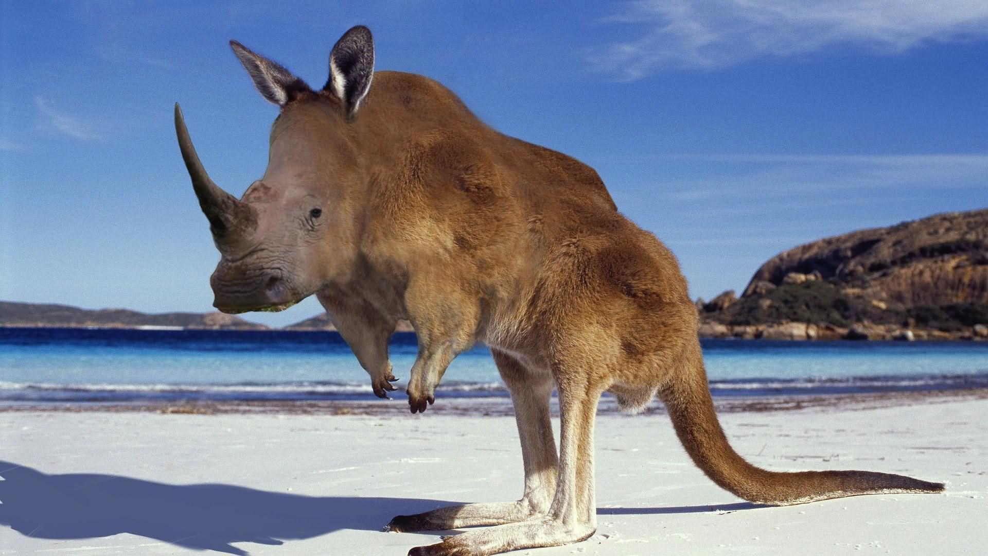 Kangaroo With Rhinoceros Face Funny Picture