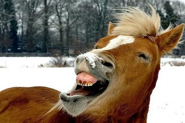 Laughing And Showing Teeth Funny Horse