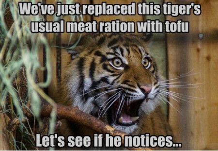Let's See If He Notices Funny Tiger Meme