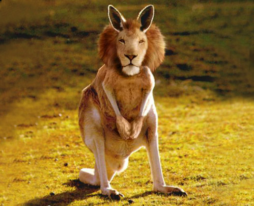 Lion Face Funny Kangaroo Image