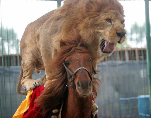 Lion On Horse Back Funny Image