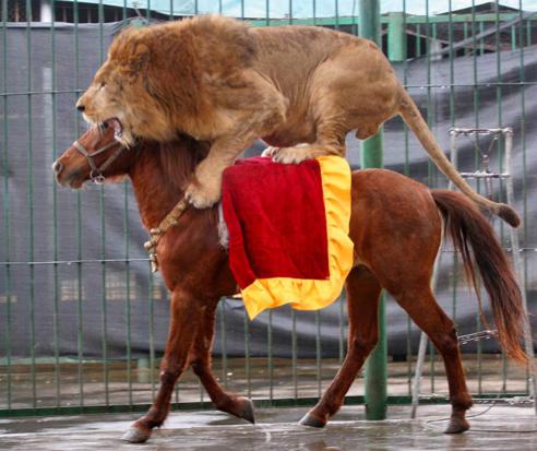 Lion On Horse Funny Picture