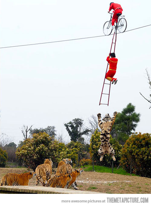 Mans Escaping From Tigers Funny Image