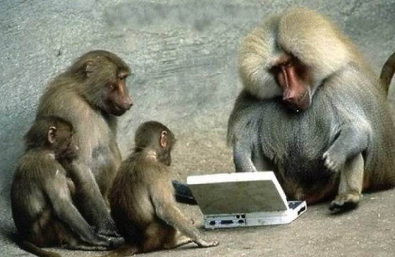 Monkey Family Using Laptop Funny Picture