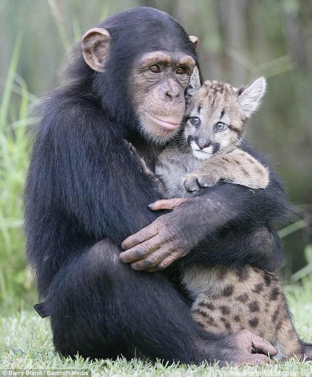 Monkey Hugging Cat Funny Image