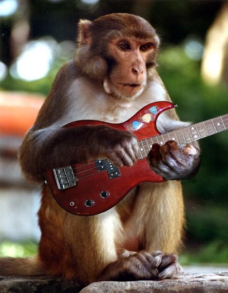 Monkey Playing Guitar Funny Image