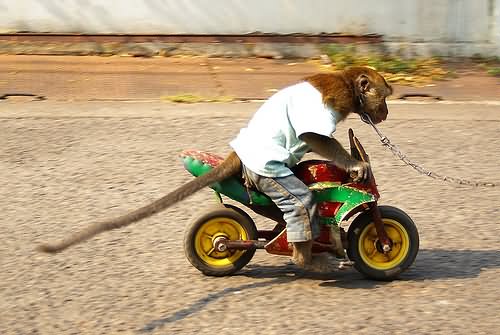 Monkey Riding Bike Funny Picture
