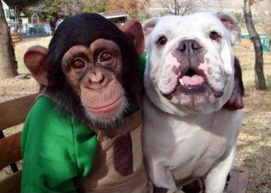 Monkey With Dog Taking Selfie Funny Picture