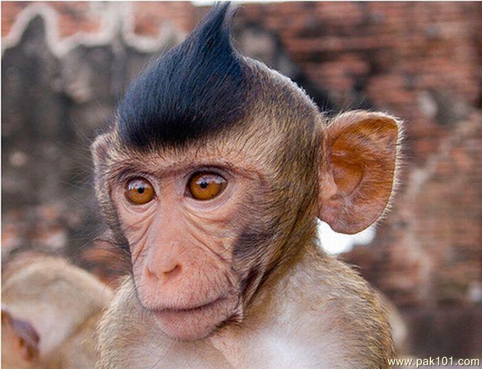 Monkey With Funny Hairstyle